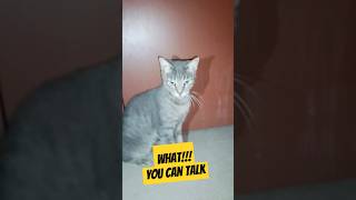 Cats can talk too 🦜 😺🐈😺🐈trendingviralvideo [upl. by Showker]