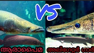 Arapaima vs Alligator gar comparison video [upl. by Nnyledam]