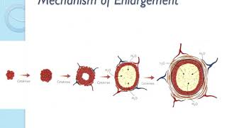 Cyst 1 Odontogenic Cysts [upl. by Daukas]