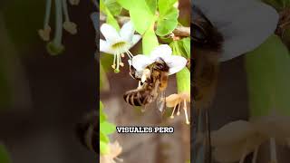 ¿POR QUÉ las ABEJAS pueden RECONOCER rostros HUMANOS [upl. by Amalee685]