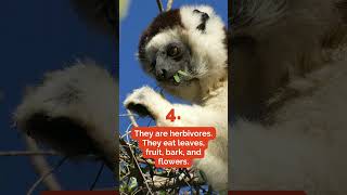 5 Facts about Sifaka Lemurs wildlife animals lemurs madagascar zoboomafoo [upl. by Carma839]