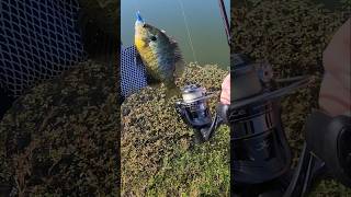 Ultralight Combo from Cadence Fishing fishing ultralightfishing bluegill shorts cadencefishing [upl. by Airec]