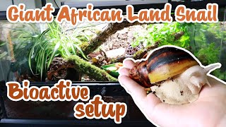 Bioactive Giant African Land Snail setup [upl. by Aleck]