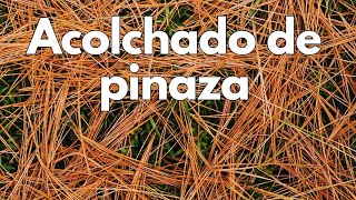 Acolchado gratis con PINAZA pinocha [upl. by Illyes413]