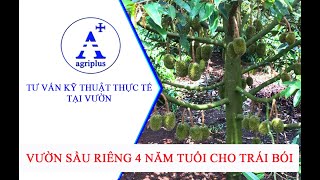 VƯỜN SẦU RIÊNG 4 NĂM TUỔI CHO TRÁI BÓI [upl. by Maria]