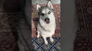 My husky behaves for some treats husky cutedogs funnydog doglovers dogshorts viralvideoshorts [upl. by Jeroma216]