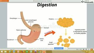 📌DIGESTIÓN DE PROTEÍNAS CASEINATRIPSINA💥BIOQUÍMICA 💛PARTE 1 [upl. by Roath]