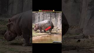 Why Do Hippos Spray Their Poop 💩😂 facts youtubeshorts [upl. by Chipman]