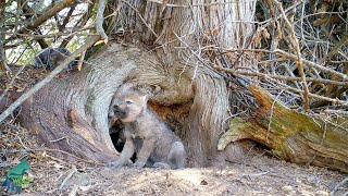 Wolf pup attempts to howl but cant quite get it out [upl. by Noived]