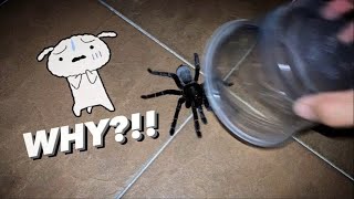 When the BIGGEST most Aggressive TARANTULA escapes [upl. by Azeria]