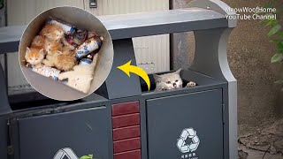 Homeless Mother Cat Gives Birth to 4 Kittens in a Trash Bin [upl. by Nawd]