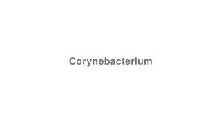 How to Pronounce quotCorynebacteriumquot [upl. by Silohcin]