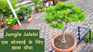 जंगल जलेबी प्लांट केयर How to care Pithecellobium dulce bonsai Best plant for bonsai [upl. by Crean120]