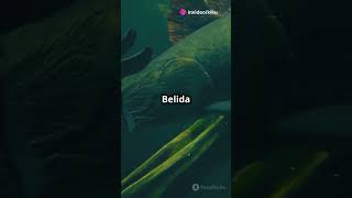 The Fun Things About Belida Fish The Underwater Marvel short shots [upl. by Tecu]