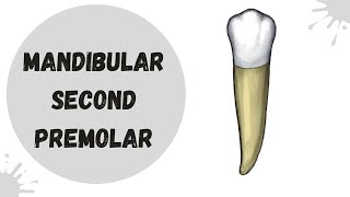 Mandibular Second Premolar  Tooth Morphology made easy [upl. by Dobson]