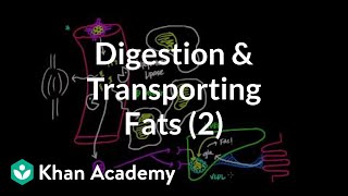 Digestion Mobilization and Transport of Fats  Part II [upl. by Sherrie261]