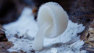 Beautiful Rare Mushrooms  Fungi plant growth [upl. by Erv363]