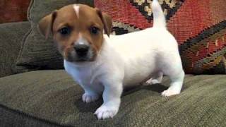 Jack Russell Terrier puppy quotAidenquot [upl. by Salguod]