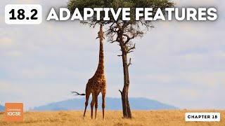 IGCSE Biology  Adaptive features 182 [upl. by Aronel]