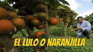 El lulo ó naranjilla y su crecimiento de forma espontánea [upl. by Junette]