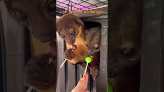 KINKAJOU EATS LOLLIPOP animals wildlife kinkajou lollipop [upl. by Hesta820]