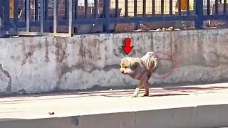 Tough Dog Who Lost Both Legs Fights for Food Transformed Month After Being Rescued [upl. by Arad540]