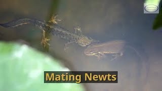 Watch Mating Newts in your pond and learn how to plant your pond to encourage them to visit you [upl. by Tyree]