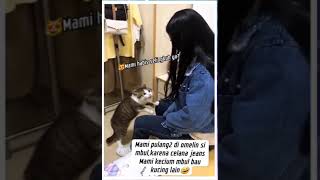 Mbul Marah😂shorts viralvideo cat [upl. by Narak]