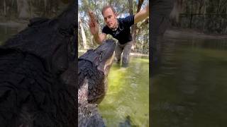 Gator training gator animal reptile [upl. by Airotkciv]