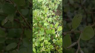 Ziziphus mauritiana is a spiny evergreen shrub birds mayurbhanj conservation cuttack [upl. by Neroled]