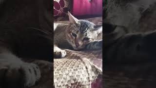 funny shortvideo lazy cat [upl. by Adnolahs]