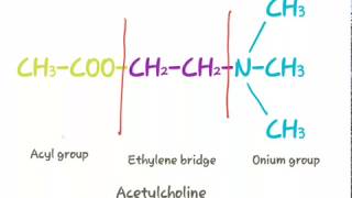 SAR of acetylcholine  structural activity relationship of acetylcholine SAR of parasympathomimetic [upl. by Keldon]