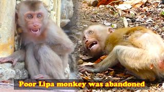 The abandoned Lipa monkey was pitiful and insecure so scared that he collapsed and cried loudly [upl. by Ronym]