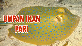 Umpan Memancing Ikan Pari [upl. by Morita]