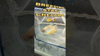 💥🤯🐠Am starting gourami breeding💥🤯 telugu trending monsterfishkeeper aquarium fishing fish [upl. by Auliffe146]