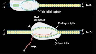 Transkripsiyon ve mRNA’nın İşlenmesi [upl. by Ahsotal925]