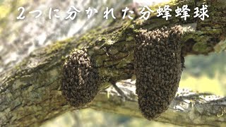 あの群が再び分蜂2つに分かれた蜂球を合流させて捕獲 [upl. by Aicilec]