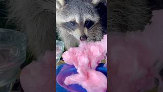 Raccoon Eats Cotton Candy short shorts raccoon [upl. by Slifka]