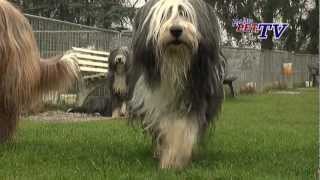 Bearded Collie Informationen zur Rasse [upl. by Matthia583]