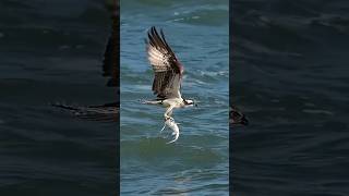 Le Balbuzard Pêcheur dans ses exploits shorts animaux balbuzardpecheur [upl. by Artemla417]