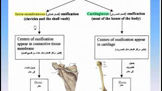 06The Skeleton8Ossification of Bones Anatomy Intro Dr Ahmed Kamal [upl. by Ykcir]