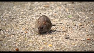 Brown Rat Common Rat or Street Rat Rattus norvegicus  Wanderratte [upl. by Dnomal]