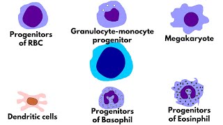 Hematopoiesis Immunology  Formation of Blood cells  Immunology Kuby [upl. by Ahel]