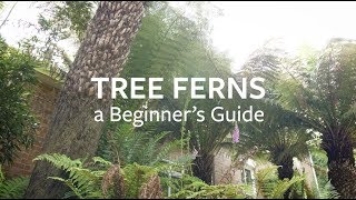 How to look after Tree Ferns  Grow at Home  RHS [upl. by Adella316]