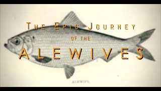 Journey of Alewives [upl. by Kimble]