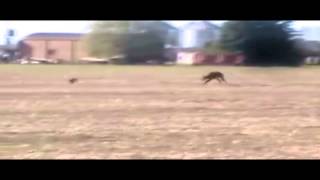 TOP5 Galgos Argentinos corriendo solos by GalguerosLoberia TV [upl. by Rollet368]