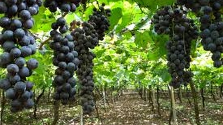 Elaboración y Crianza de Vinos  TvAgro por Juan Gonzalo Angel [upl. by Owain739]