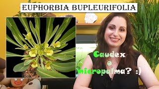 Euphorbia Bupleurifolia  Pine cone plant  cure e consigli [upl. by Justin510]