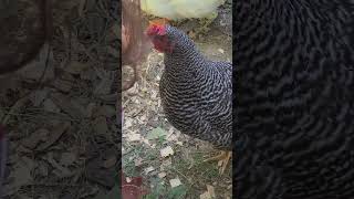 Birds pecked an egg so now they get to eat it [upl. by Iva]