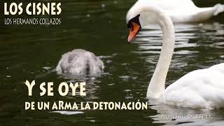 Los cisnes  Los Hermanos Collazos Letra [upl. by Ynohtnael635]